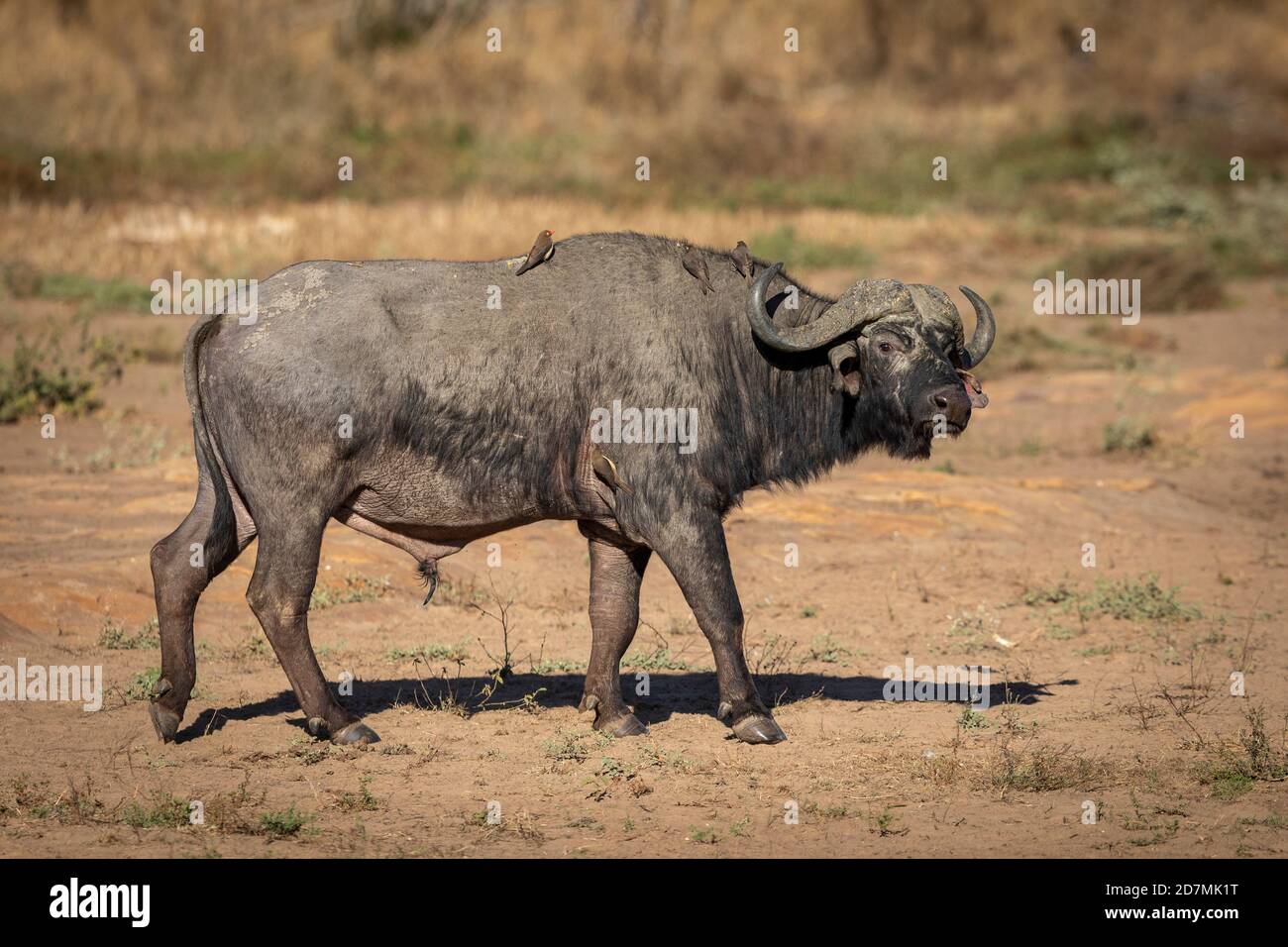 Bufali africani adulti che camminano al sole al mattino nel Kruger Park In Sud Africa Foto Stock