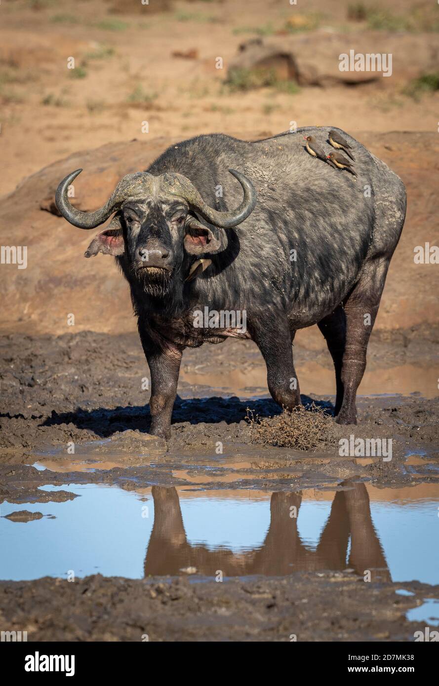 Ritratto verticale di un bufalo africano adulto con bue pecker Sulla sua parte posteriore in piedi nel fango di Kruger Park in Sudafrica Foto Stock