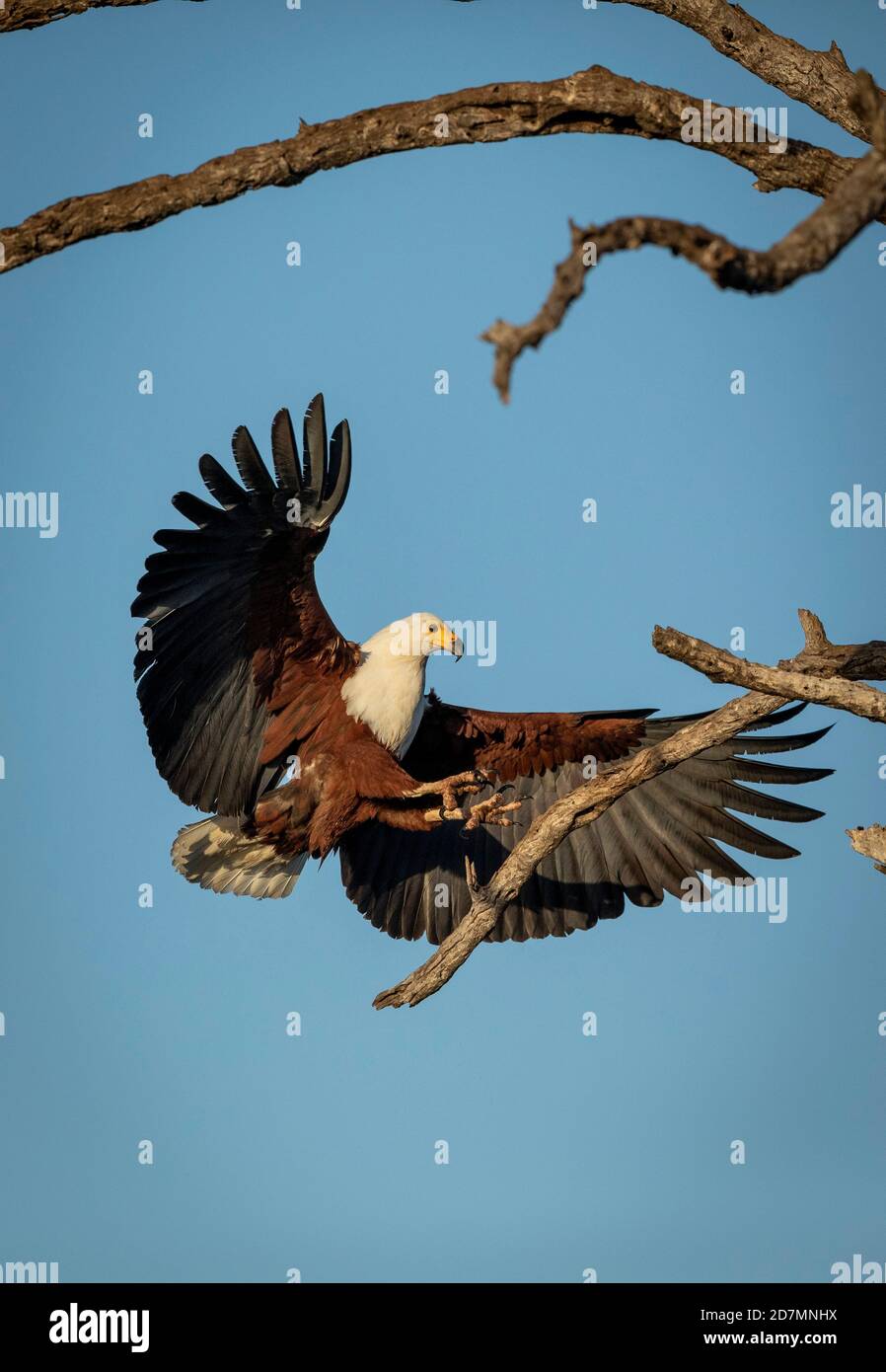 Ritratto verticale di un'aquila di pesce africana adulta che atterra un albero con le sue ali aperte con cielo blu in Lo sfondo del Kruger Park in Sud Africa Foto Stock