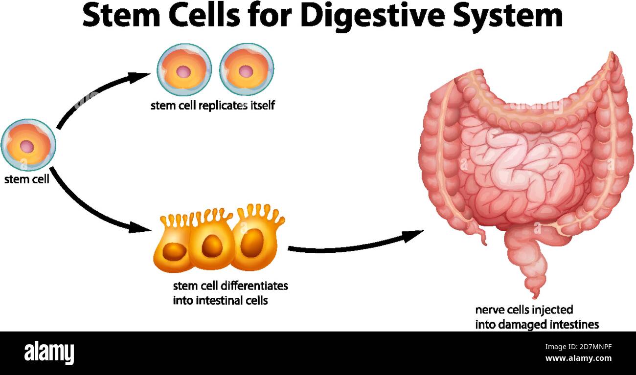 Cellule staminali per l'illustrazione del sistema digestivo Illustrazione Vettoriale