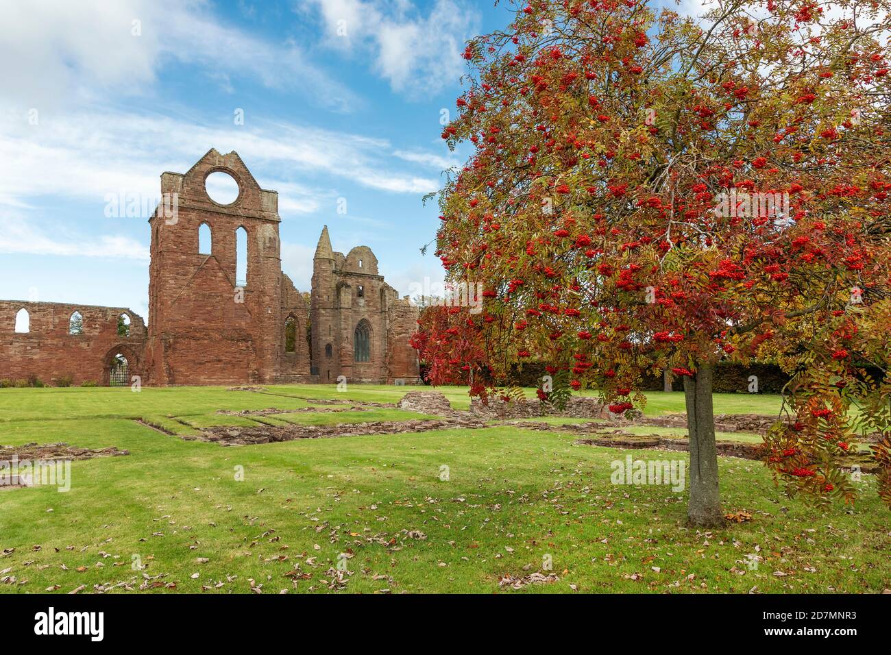 Arbroath Abbey, nella cittadina Scozzese di Arbroath, fu fondata nel 1178 dal Re Guglielmo il leone per un gruppo di Tironensian monaci Benedettini da Kelso Foto Stock