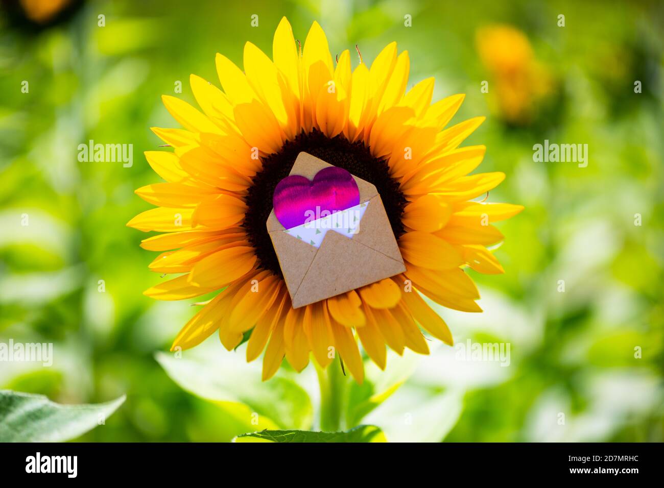 Girasole con lettera d'amore in mezzo, romantico, matrimonio, invito Foto Stock