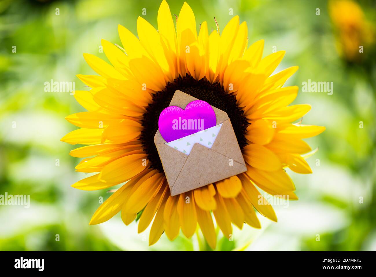 Girasole con lettera d'amore in mezzo, romantico, matrimonio, invito Foto Stock