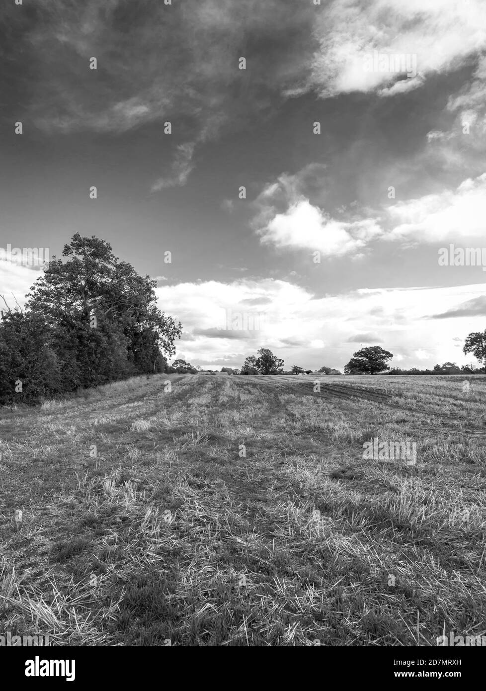 Un campo con linee subito dopo il raccolto. Gli alberi si allineano ai lati del campo e all'orizzonte. C'è un cielo con nuvole in alto. Foto Stock