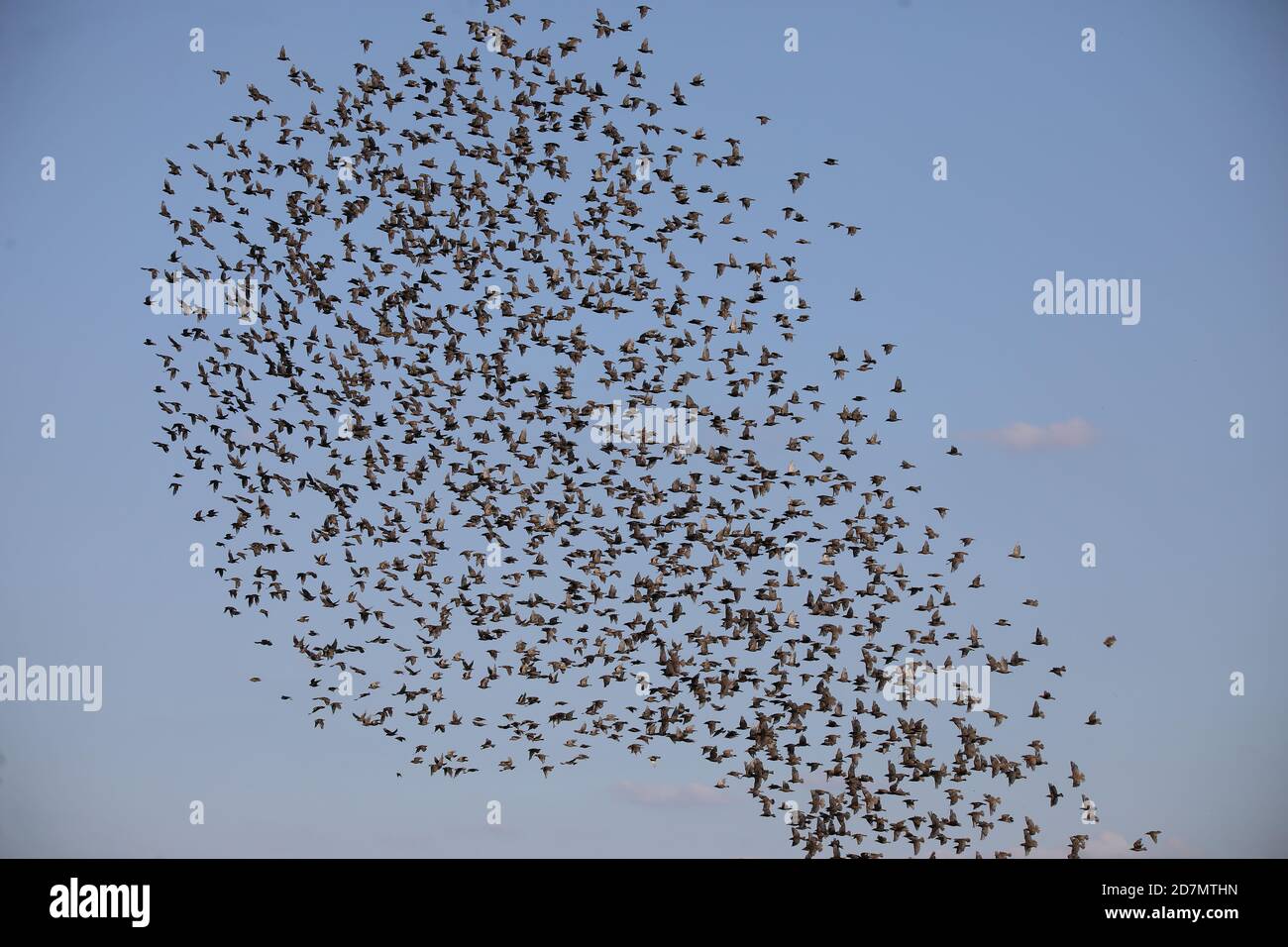 Stormo di storni Foto Stock