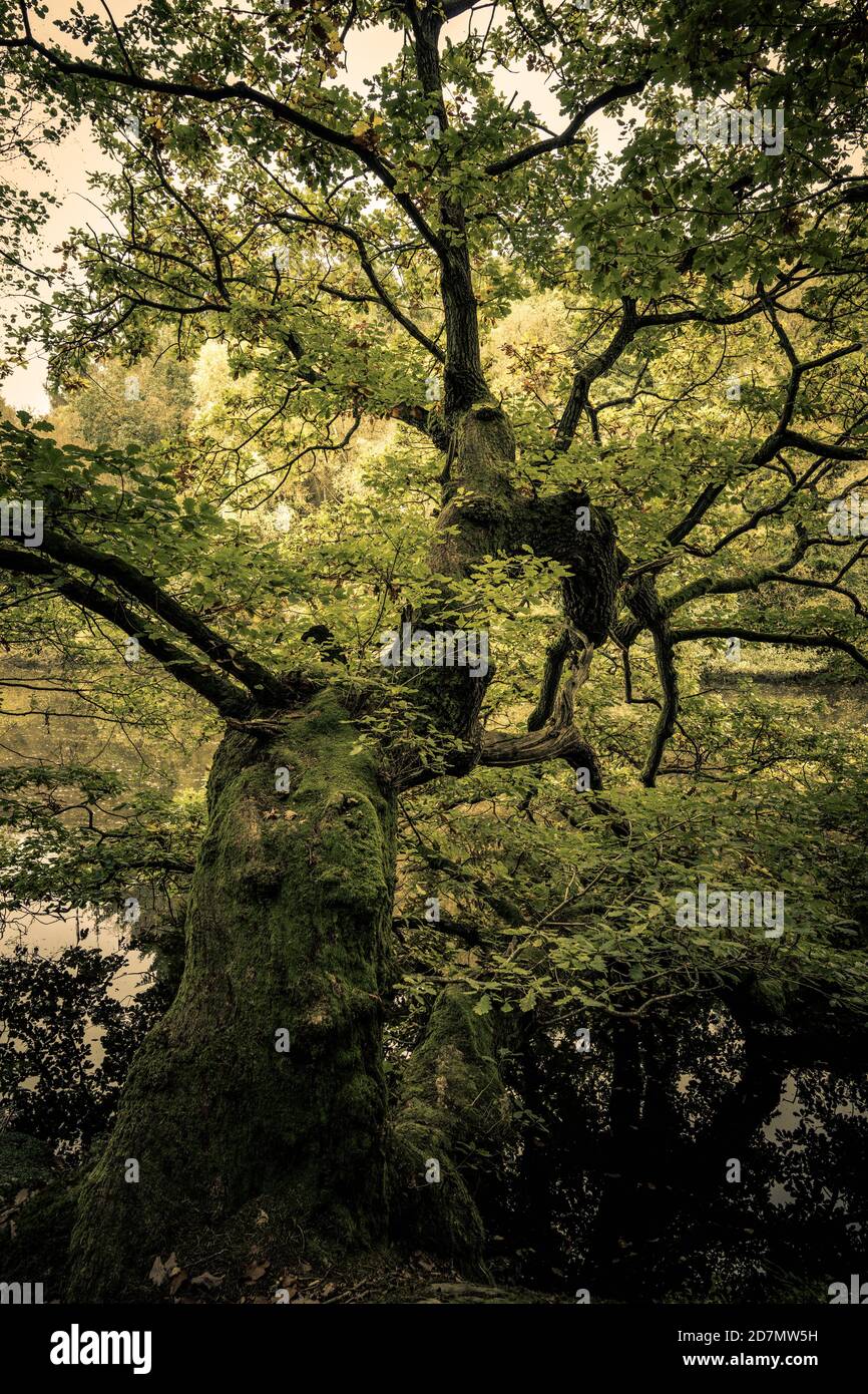 Antico albero di quercia, North Yorkshire Foto Stock