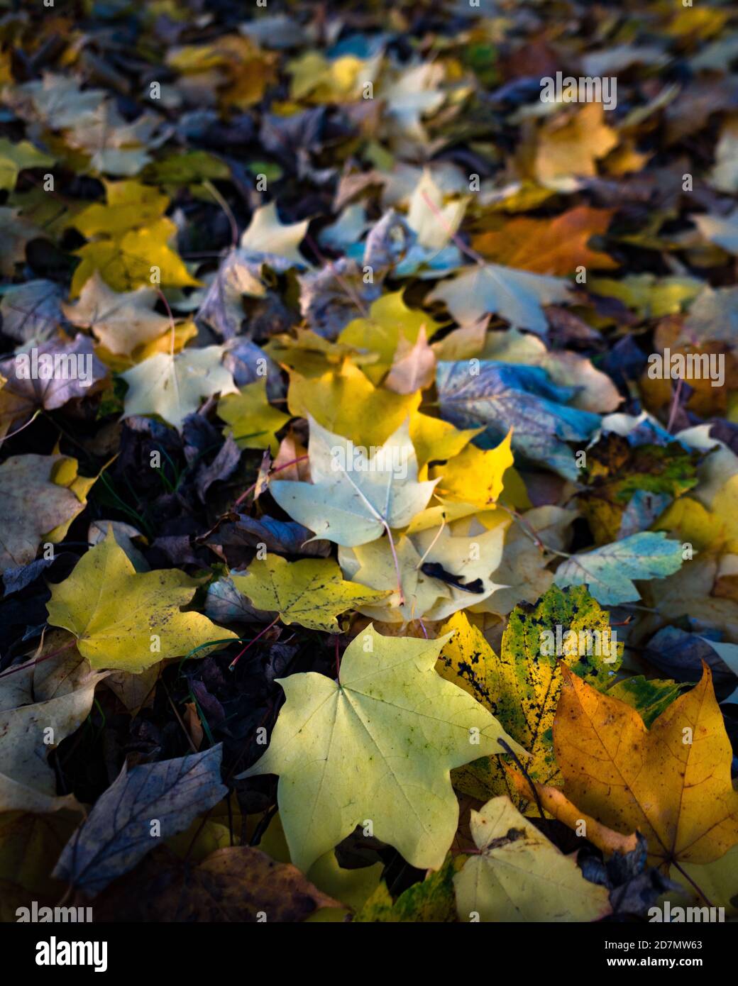 Foglie di autunno nel bosco Foto Stock