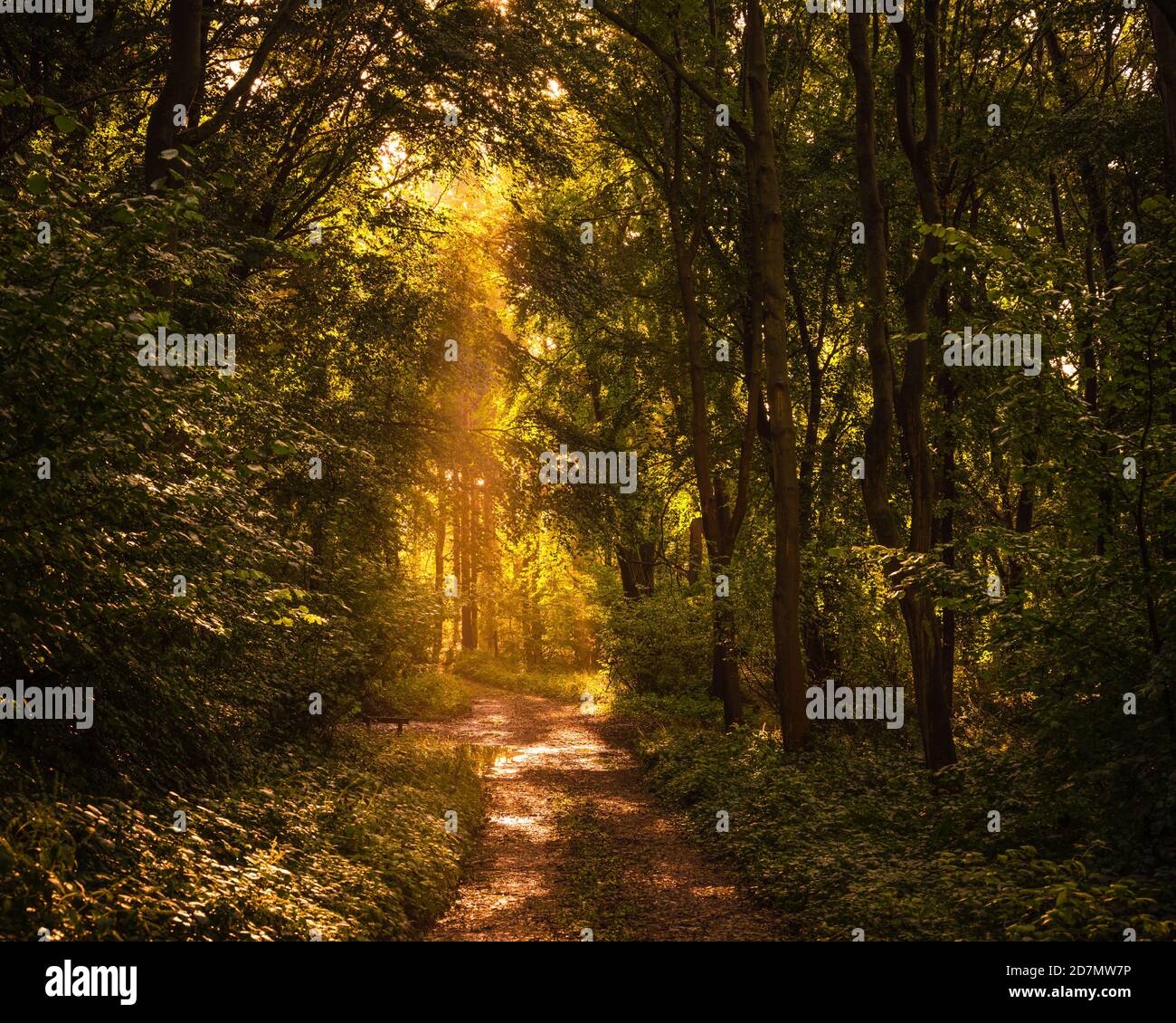 In autunno il percorso del bosco Foto Stock