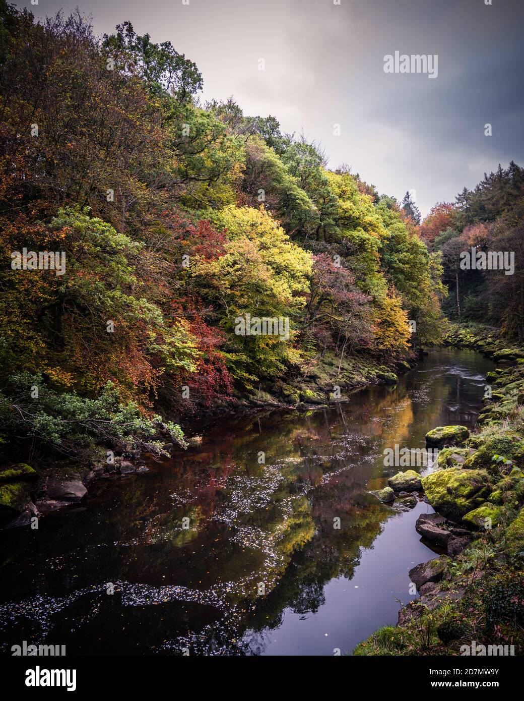 Autunno, Strid Wood, Bolton Abbey, North Yorkshire Foto Stock