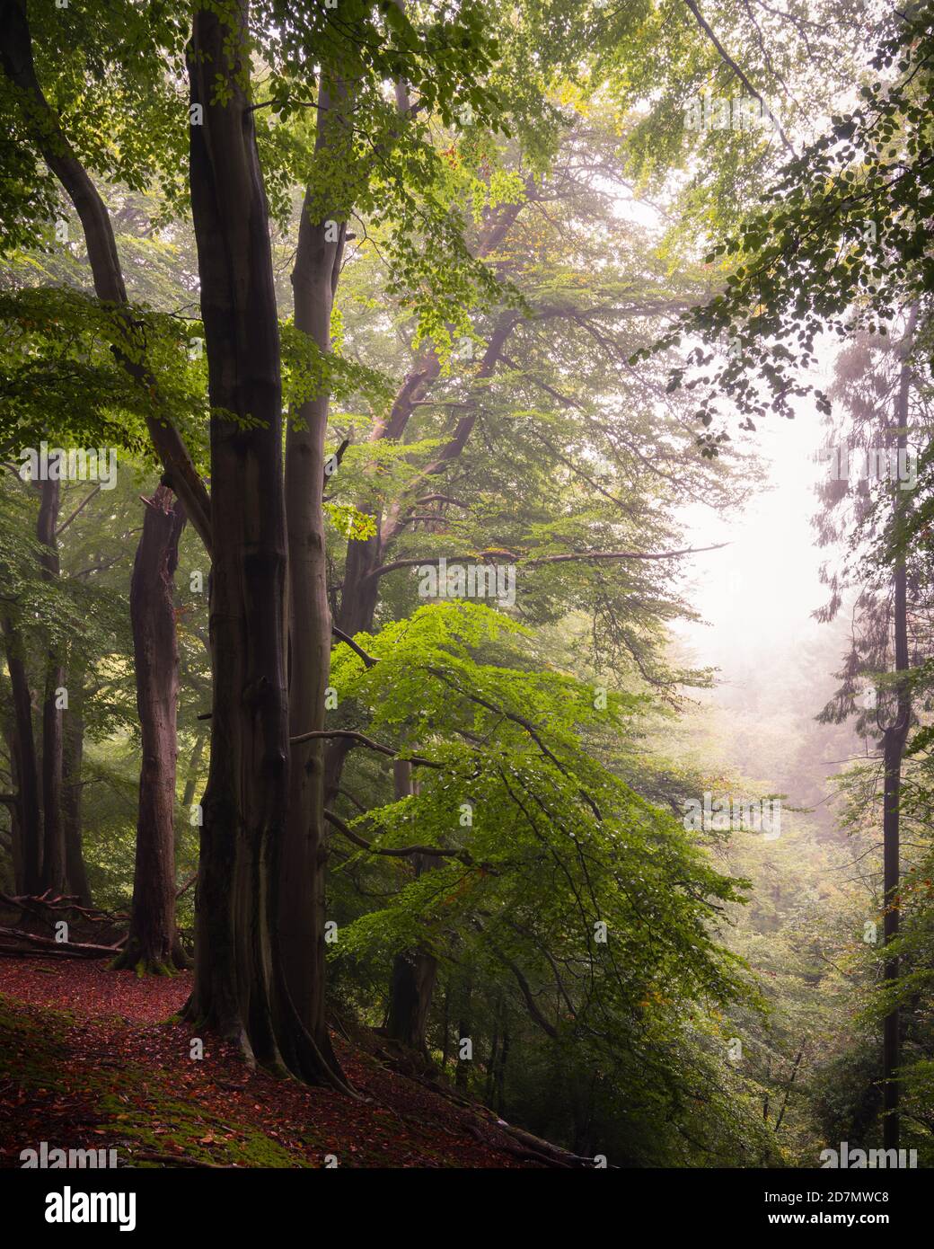 Faggi, Nidderdale, North Yorkshire Foto Stock