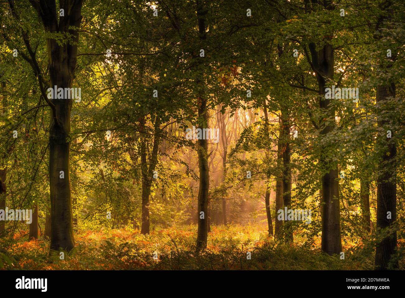 Bosco di faggio in sole autunnale Foto Stock