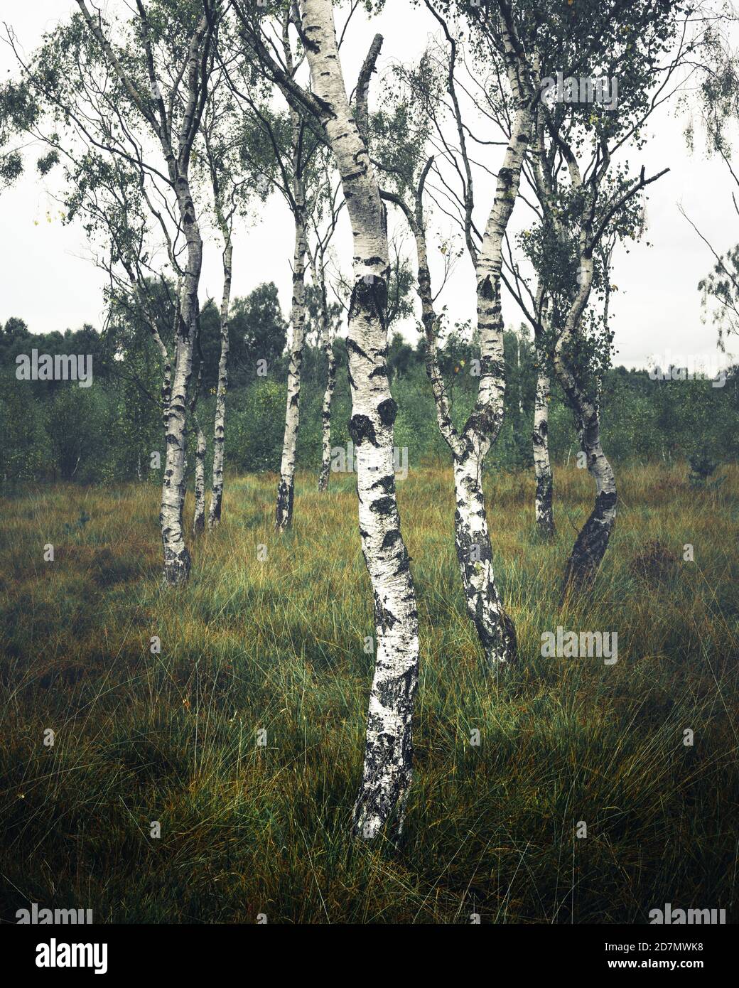 Alberi di betulla, Strensall Common, York Foto Stock