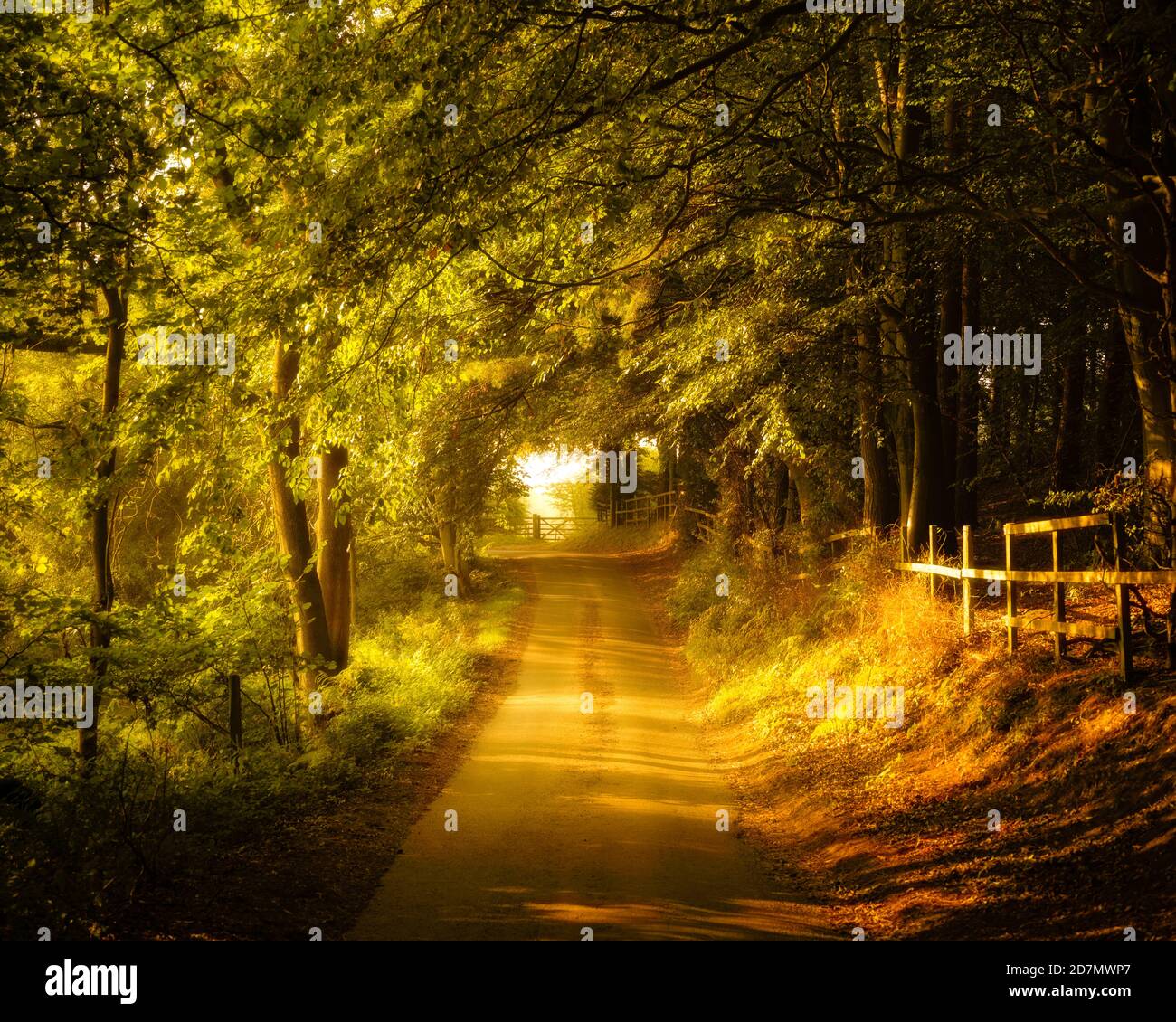 Country Lane e alberi di faggio, North Yorkshire Foto Stock