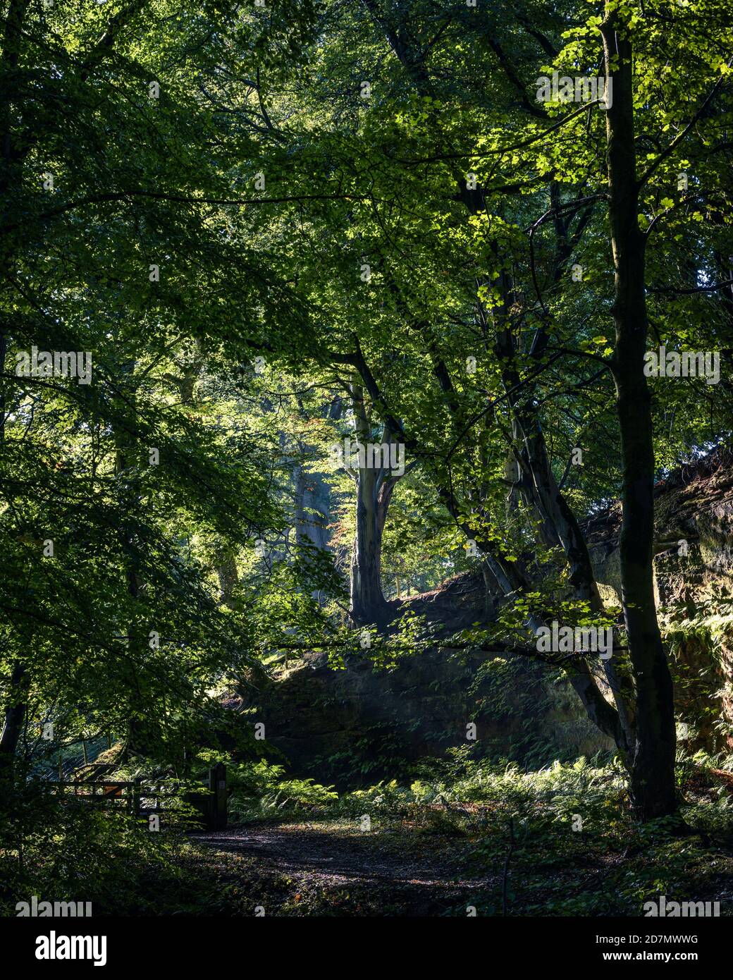 English Woodland, Dufton Ghyll, Eden Valley, Cumbria Foto Stock