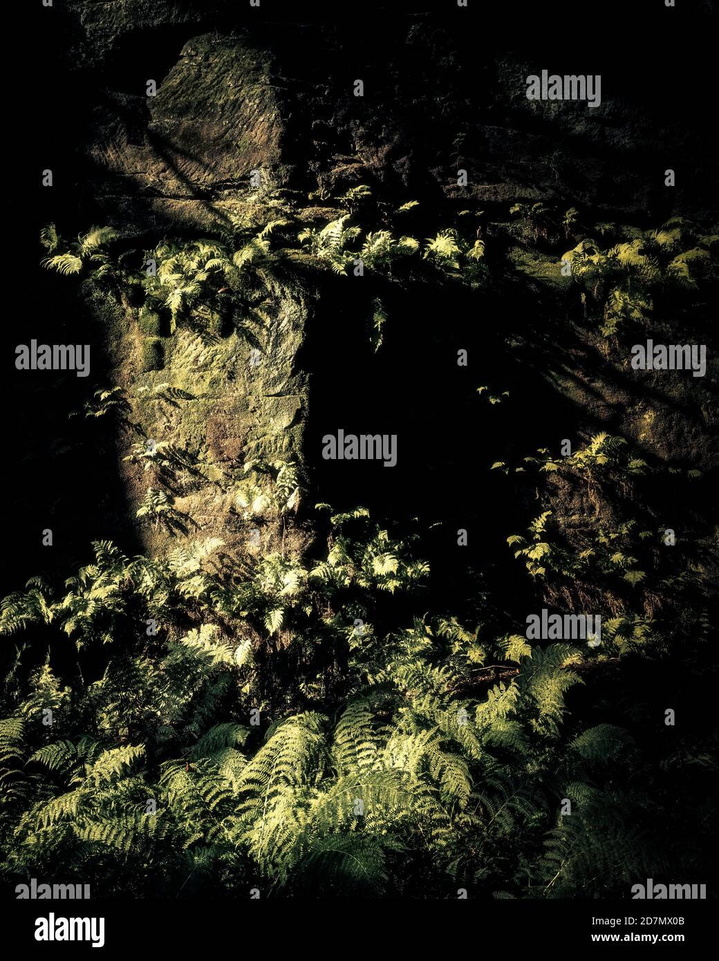 Felci a Cliff, Dufton Ghyll, Eden Valley, Cumbria Foto Stock