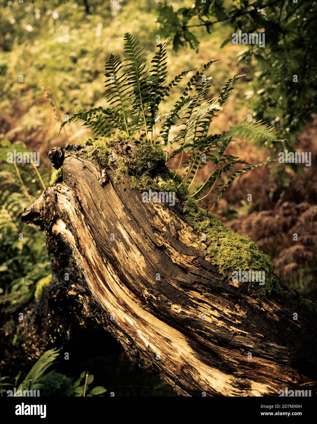 Felci su Tree Stump, Brothers Water, Lake District Foto Stock