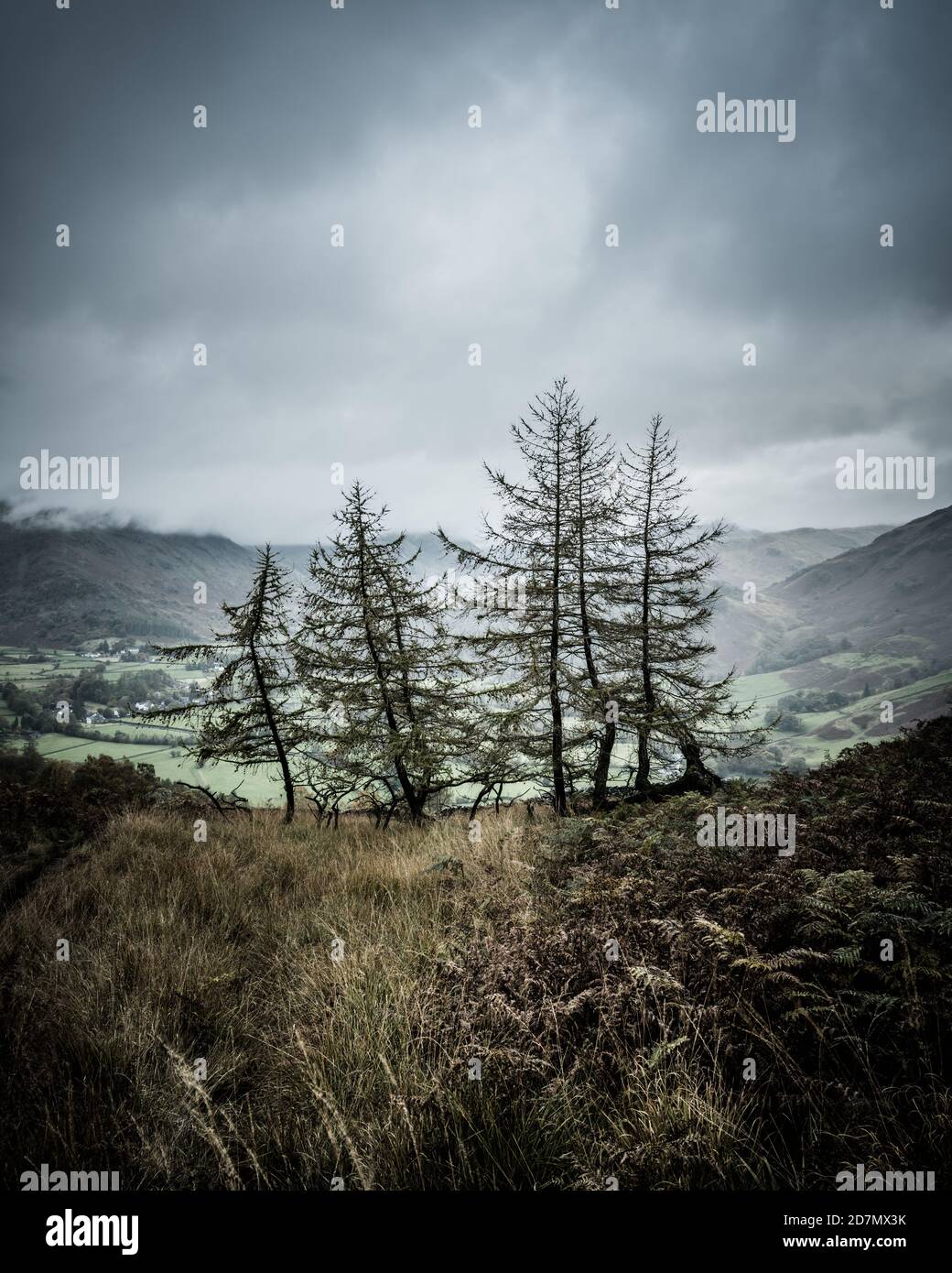 Larici sopra Borrowdale, Lake District Foto Stock