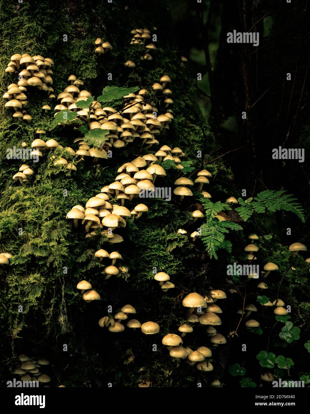 Funghi su Tree Stump, Brothers Water, Lake District, Cumbria Foto Stock