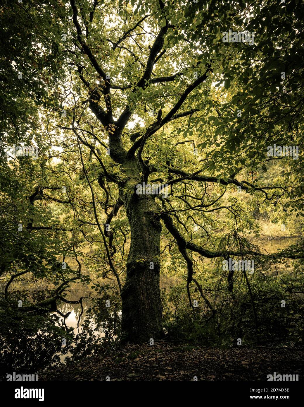Old Oak Tree, North Yorkshire Foto Stock