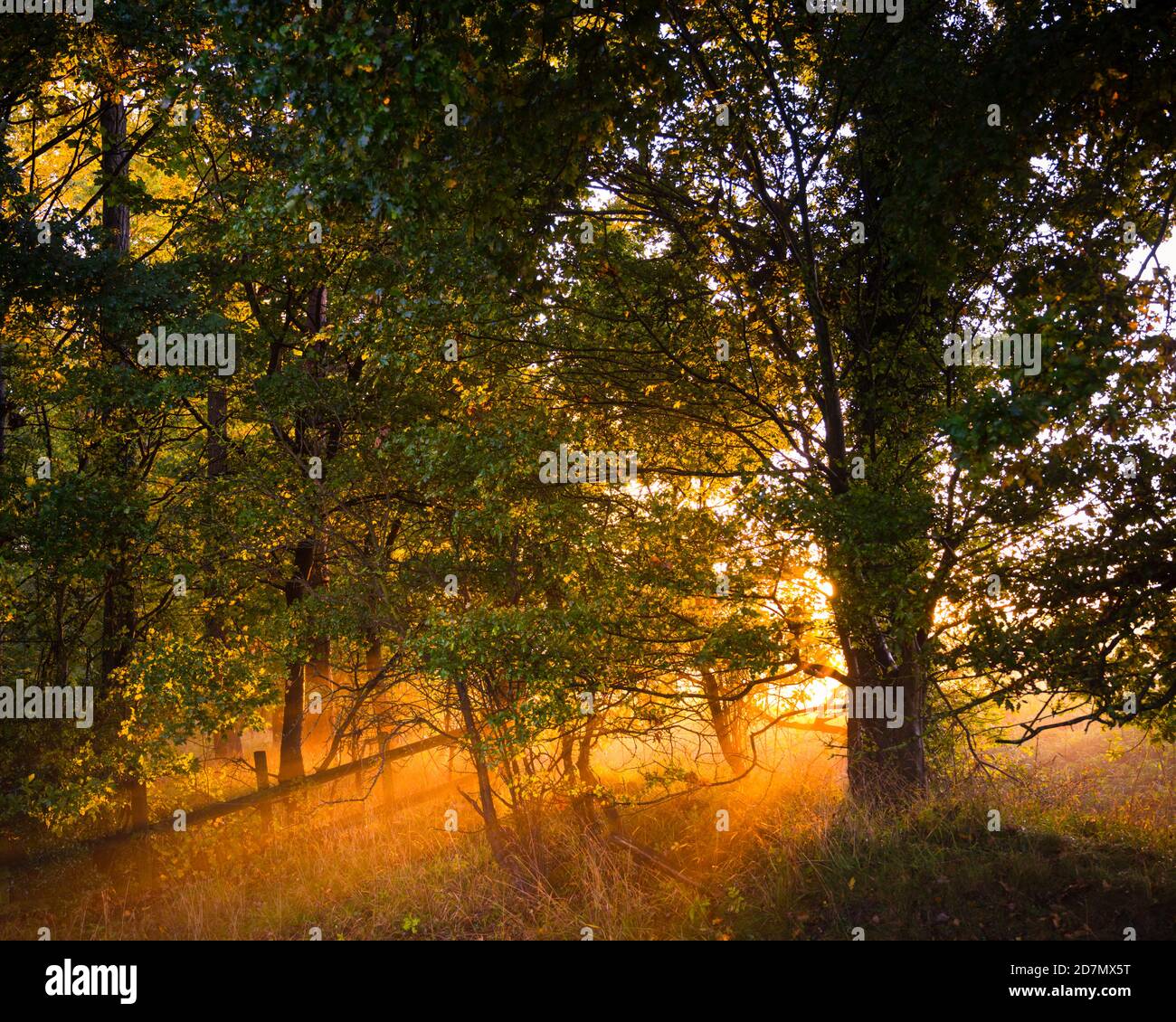 Sunlight and Mist, North Yorkshire Foto Stock