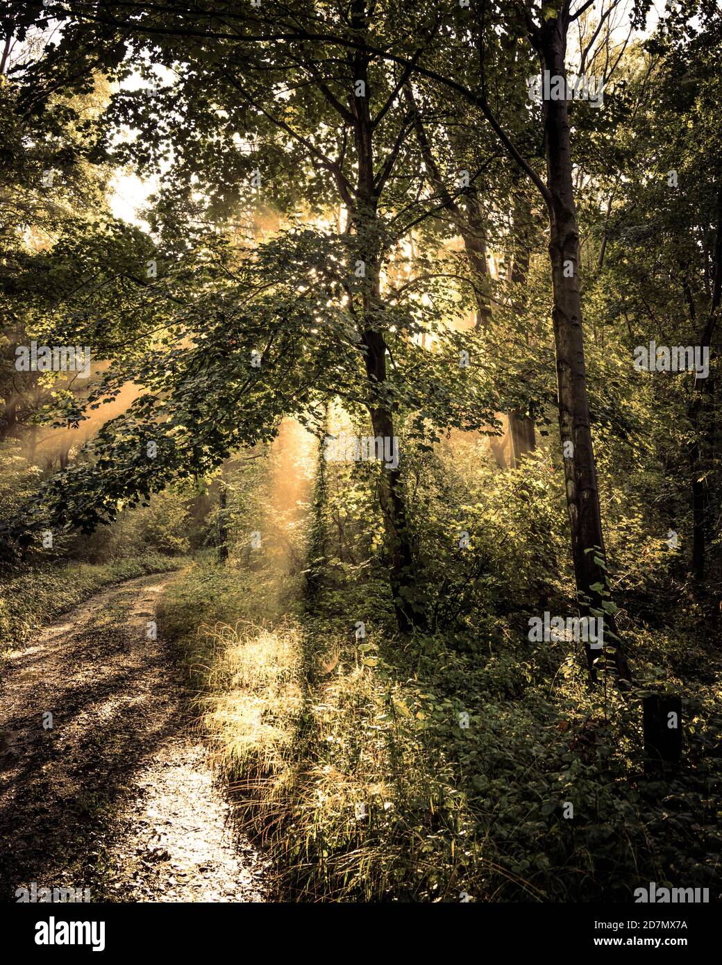 Luce del sole a Woodland, North Yorkshire Foto Stock