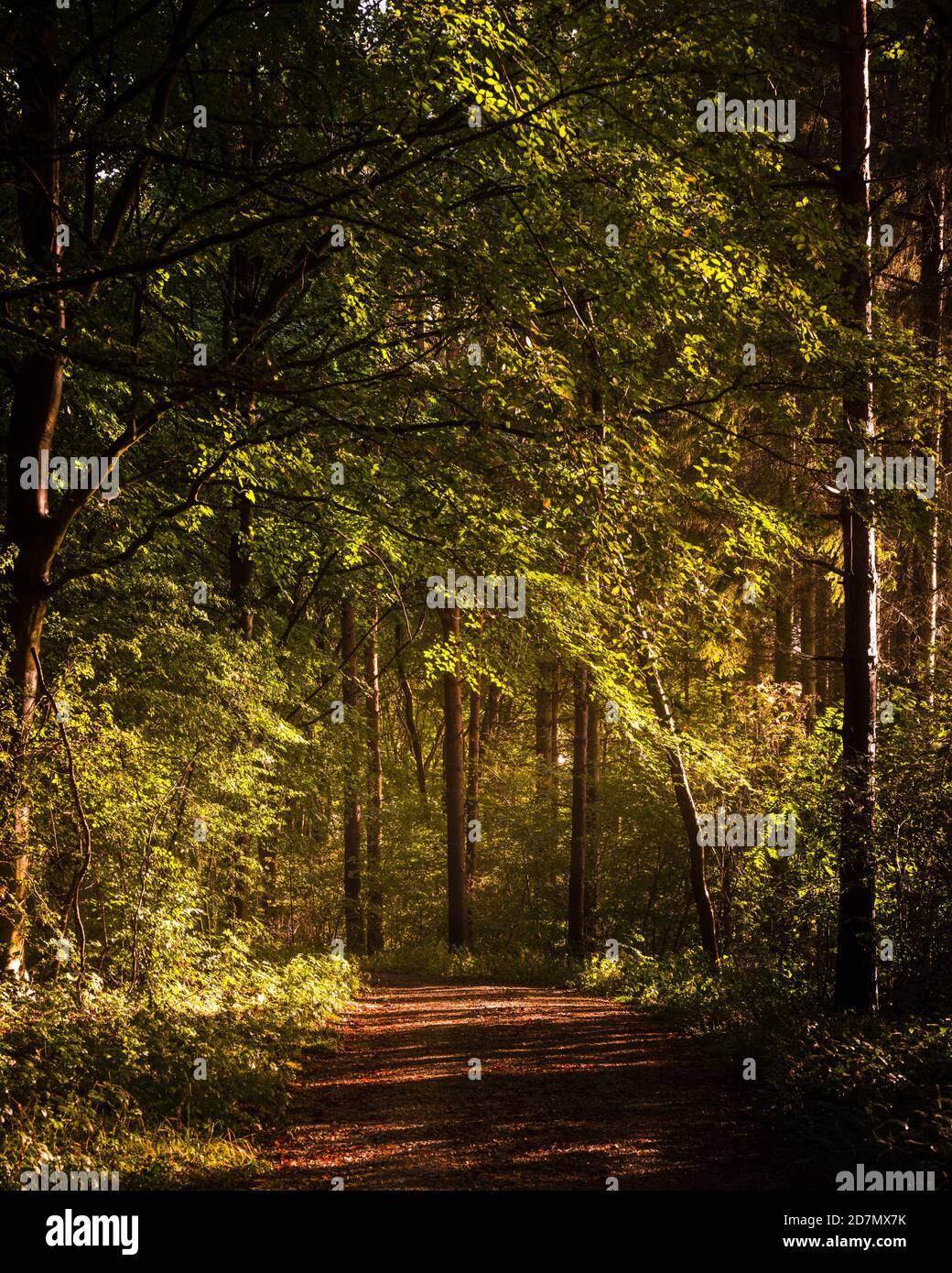 Sunlit Woodland, North Yorkshire Foto Stock