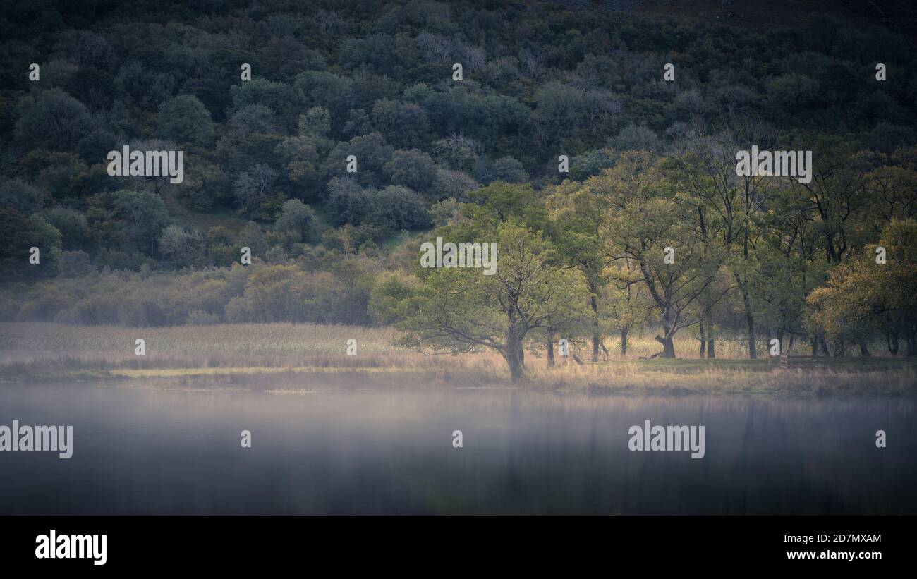 Alberi sull'acqua dei fratelli, Lake District Foto Stock