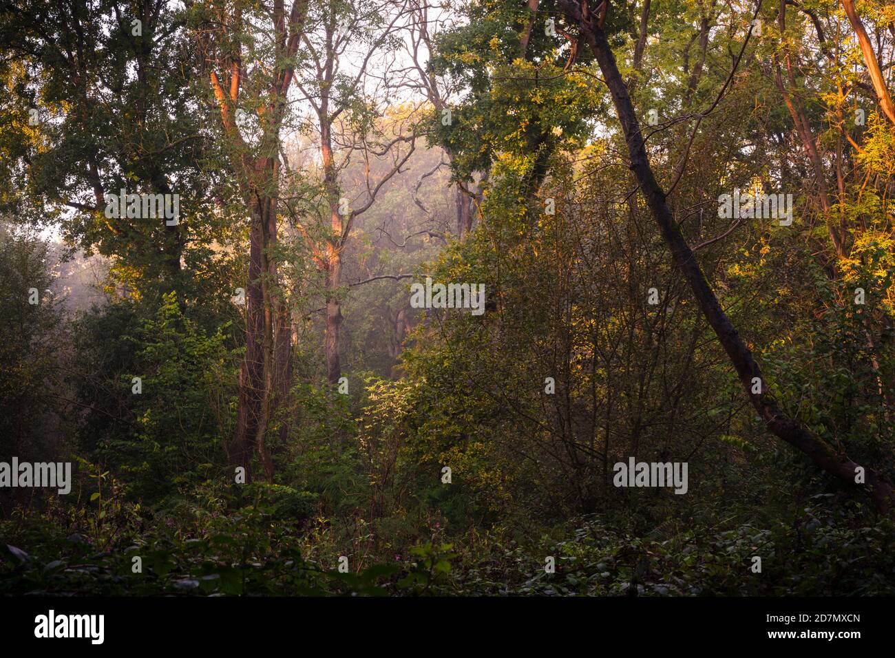 Wild Wood, Knaresborough, North Yorkshire Foto Stock