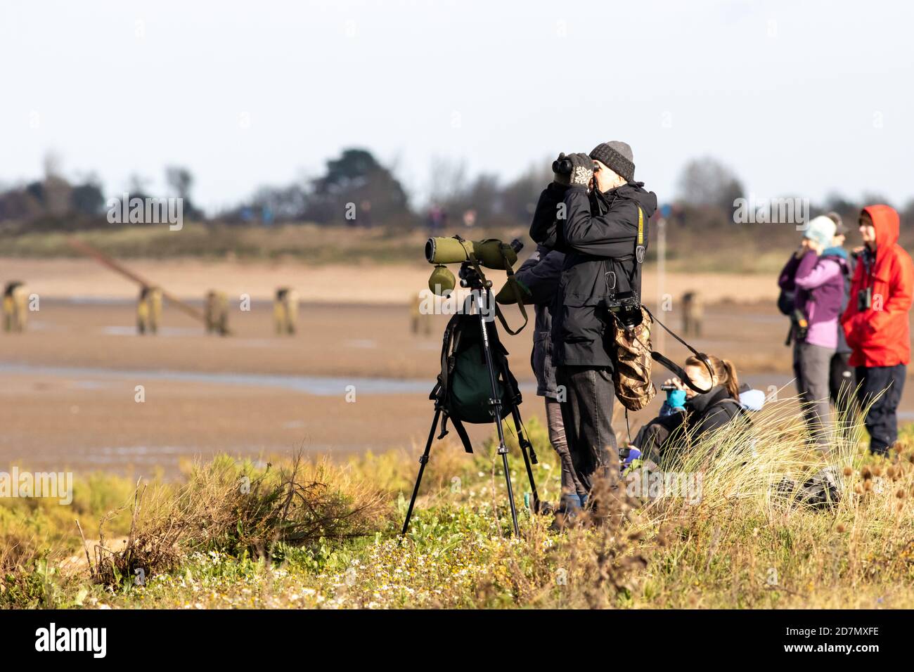 Fauna selvatica del Regno Unito: Gli osservatori di uccelli godono di una mururazione di nodi, come spettacolo noto come 'Waders vorticoso' al RSPB Snettisham, Norfolk, Regno Unito Foto Stock