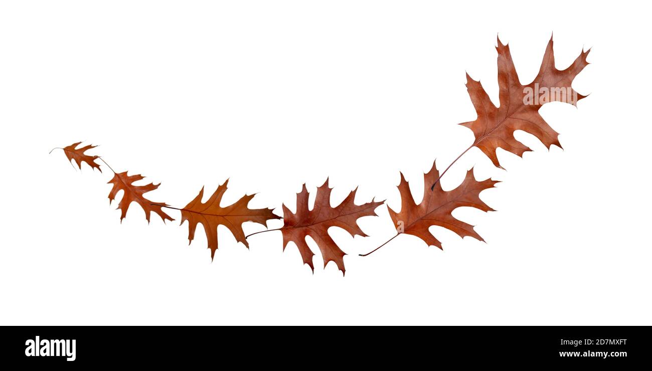 Flying Fall secco foglie di quercia marrone onda isolato su bianco. Fine autunno. Foto Stock