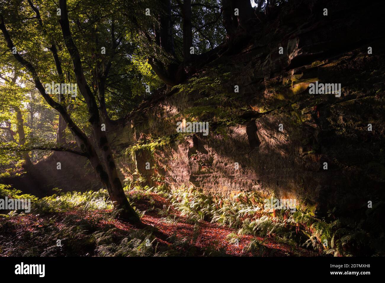 Woodland, Dufton Ghyll, Eden Valley, Cumbria Foto Stock