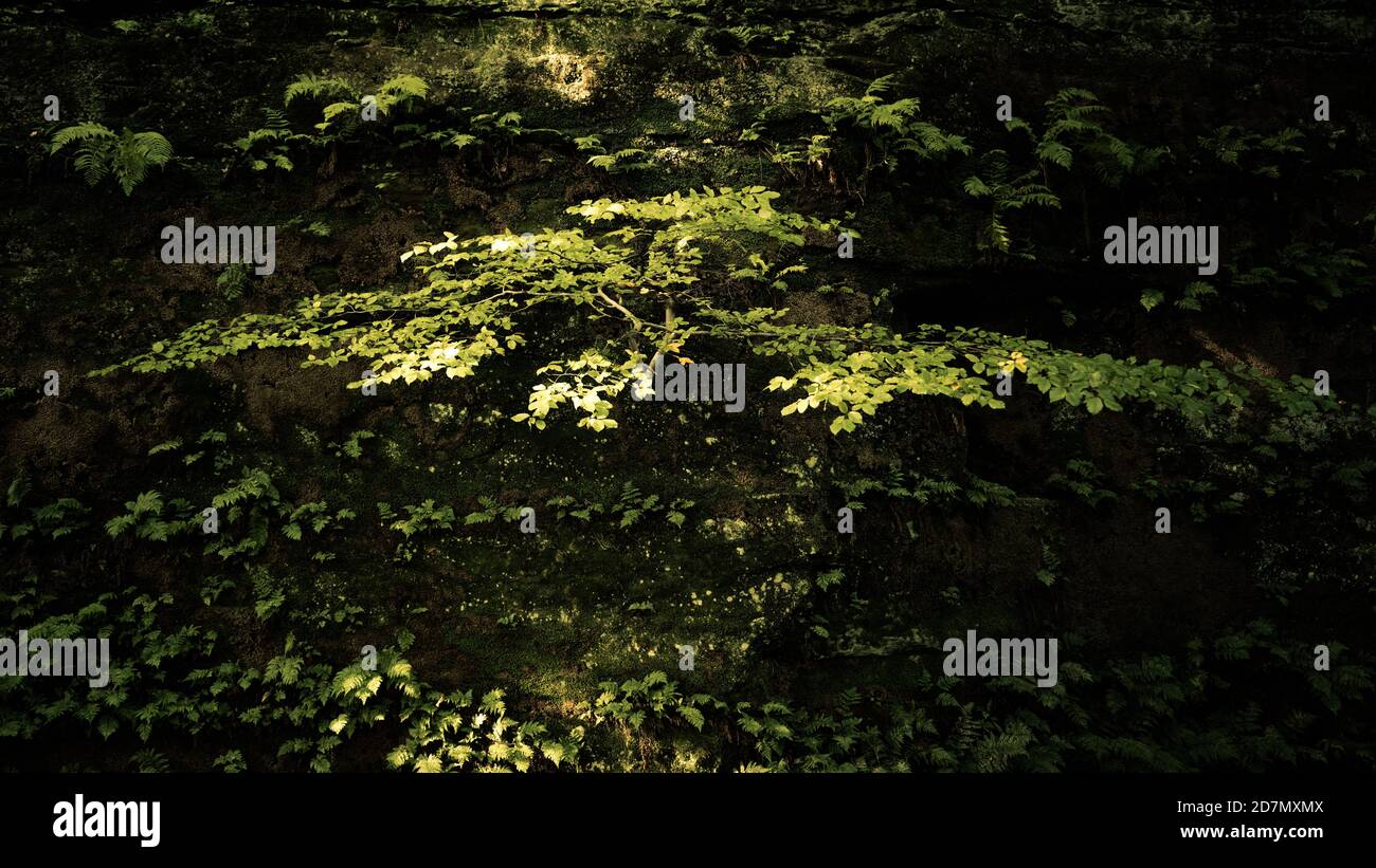 Giovane Faggio e Ferns, Dufton Ghyll, Eden Valley, Cumbria Foto Stock