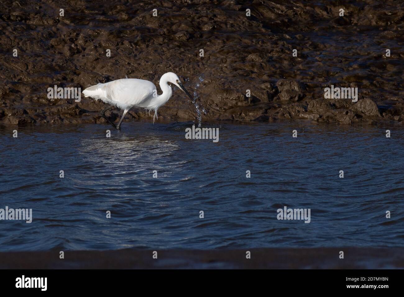 Fauna selvatica del Regno Unito: Little Egretta (Egretta garzetta) causando uno spruzzi mentre caccia per i pesci sul mudflats dell'estuario del Wash, Norfolk, Inghilterra. Foto Stock