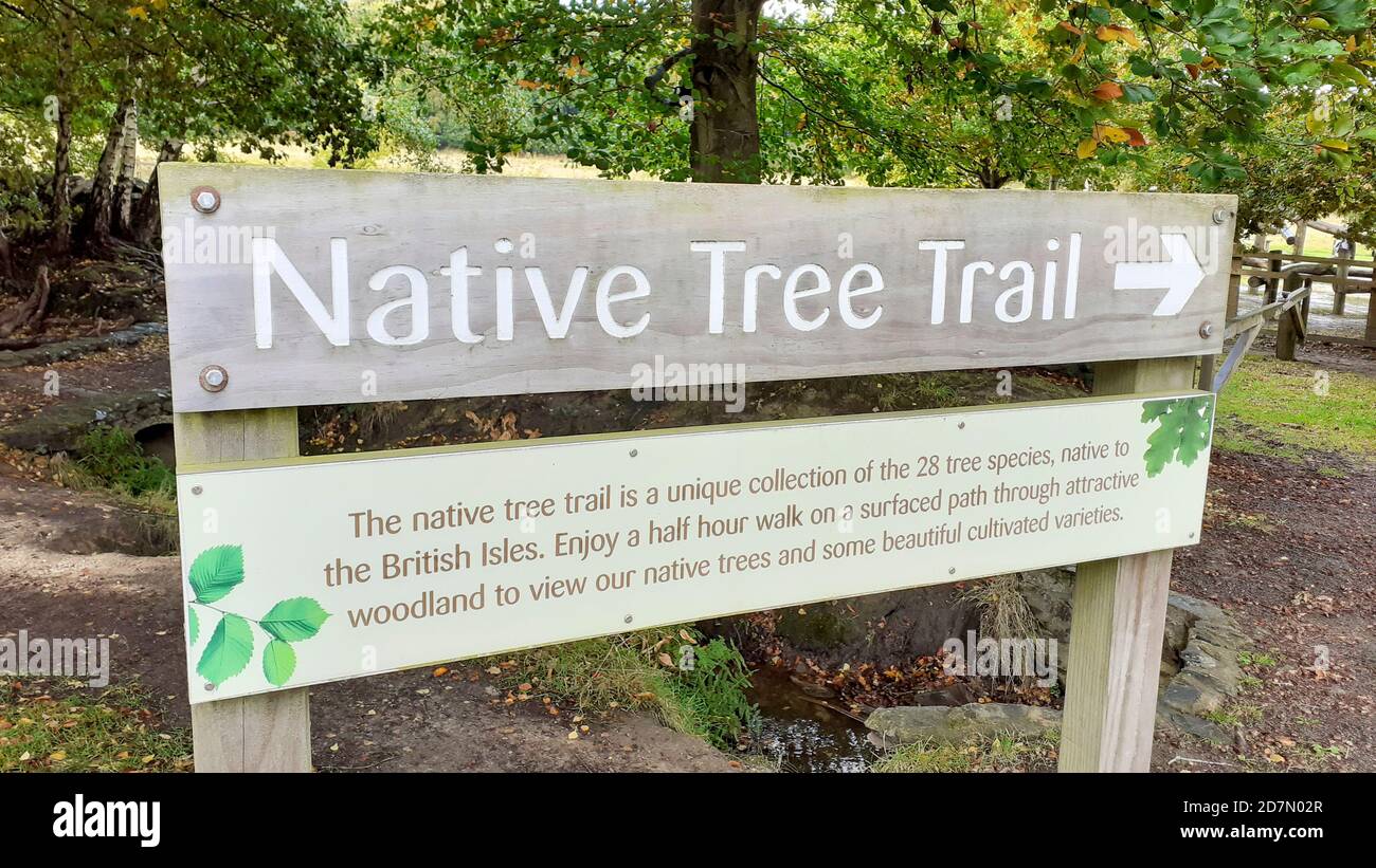 Un sentiero di alberi nativi sul Beacon vicino Loughborough, Leicestershire, Regno Unito. Foto Stock