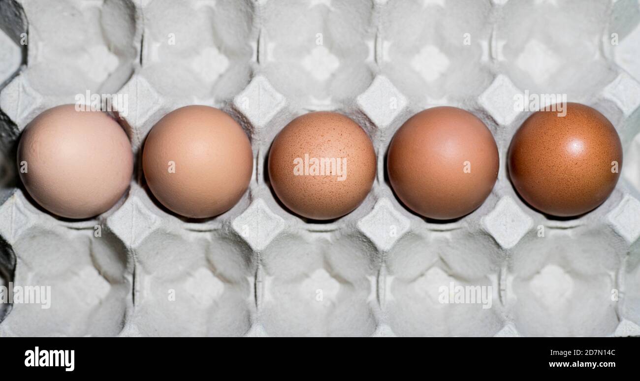 Cinque uova in una tazza d'uovo con cinque diverse sfumature per mostrare il concetto di diversità razziale. Foto Stock