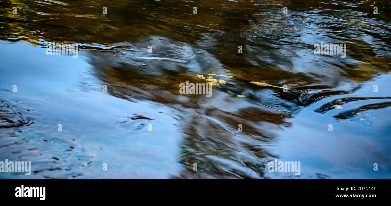 Salmone in attesa di potere per nuotare fino la scala del salmone nella cascata älvkarleby, questi salmone sembrano avere qualche tipo di infezioni fungine e lì di w Foto Stock