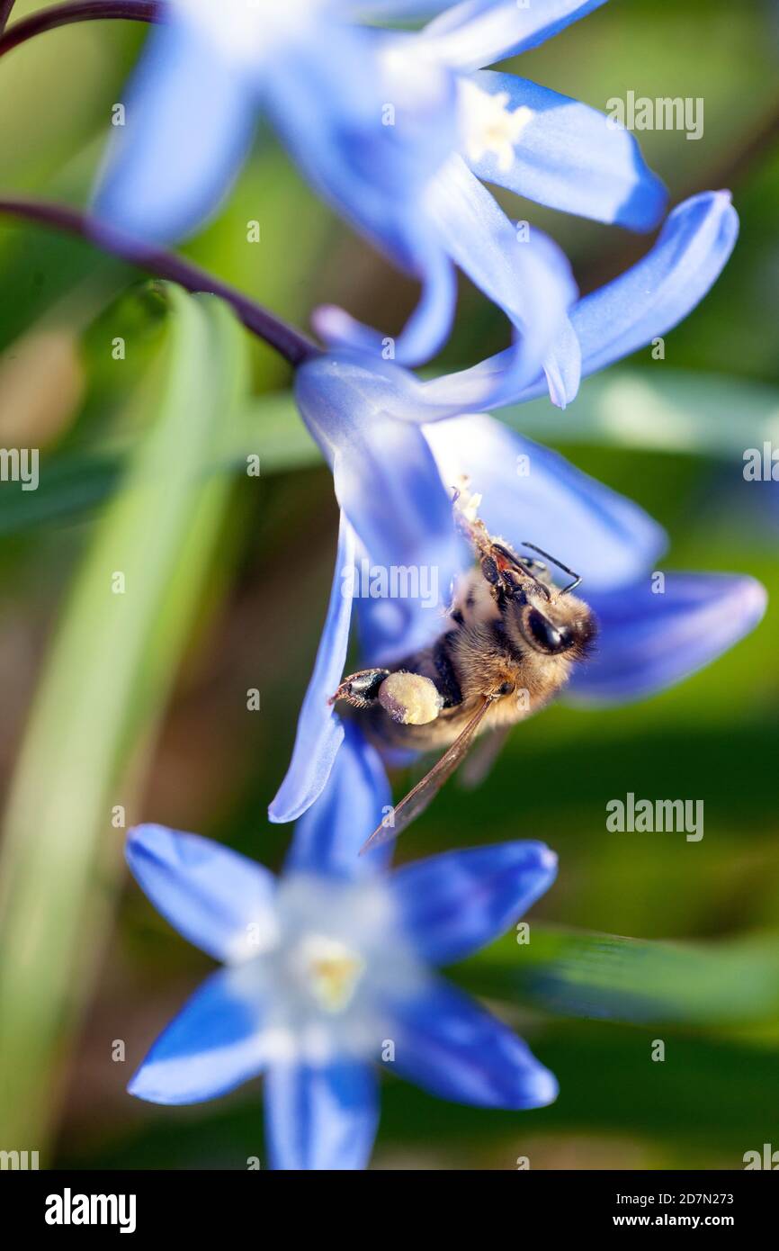 Ape europea di miele in fiore Apis mellifera Foto Stock