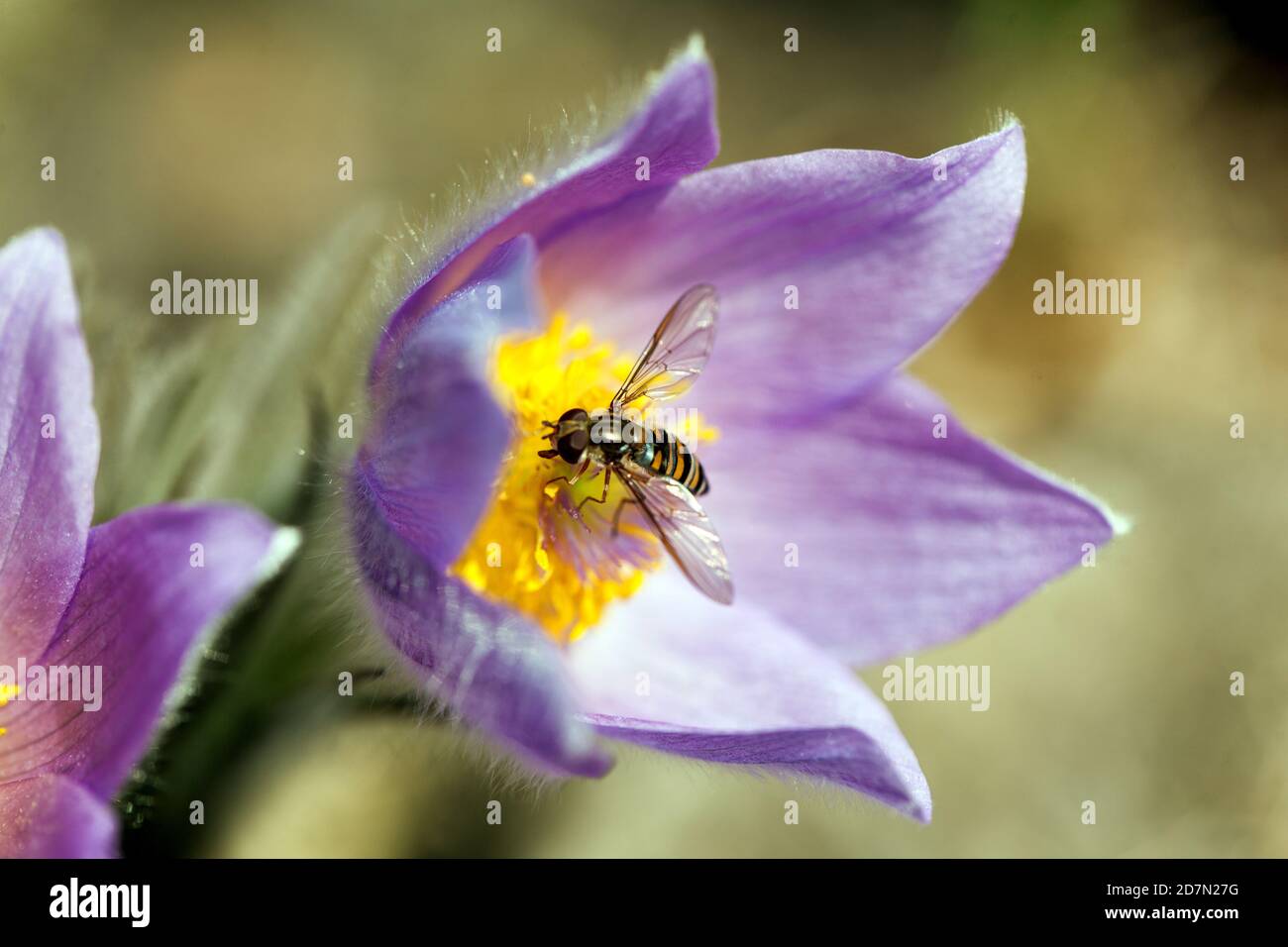 Polline di hoverfly Foto Stock