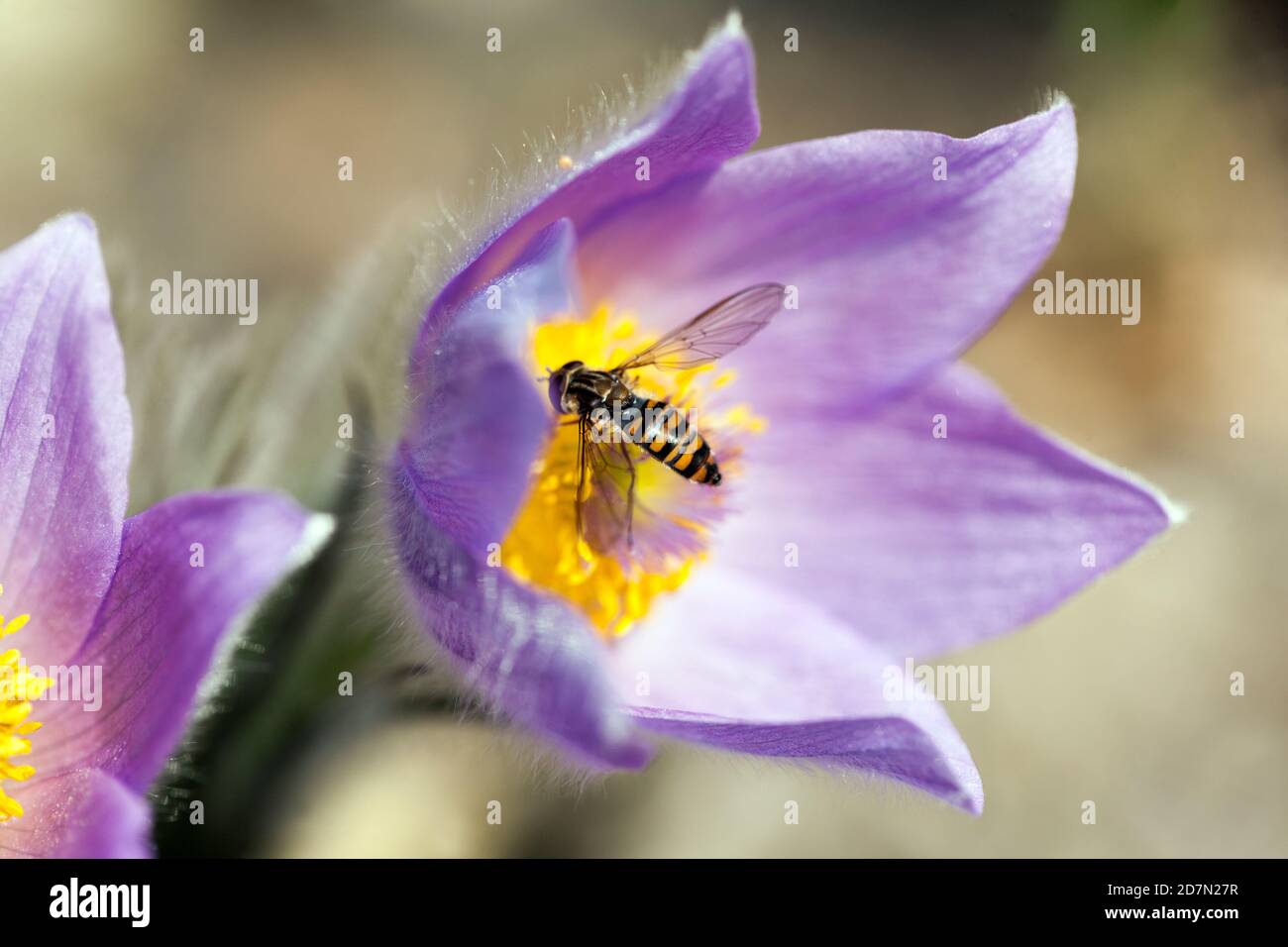 Fiori di Hoverfly fiori di Pasque primavera aprile polline di Hoverfly Primavera fiori Giardino Primavera Messenger Foto Stock