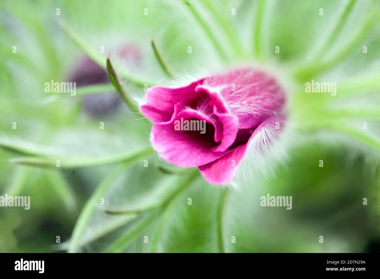 Pulsatilla vulgaris Pinwheel tonalità rosso scuro Foto Stock