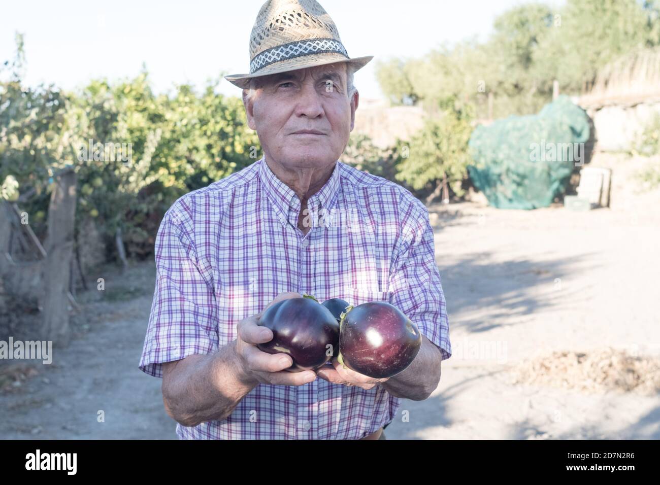 Uomo anziano con un cappello sorridente con melanzane in mano raccolte nell'orto del suo villaggio con un attrezzo tradizionale. Agricoltura conc Foto Stock