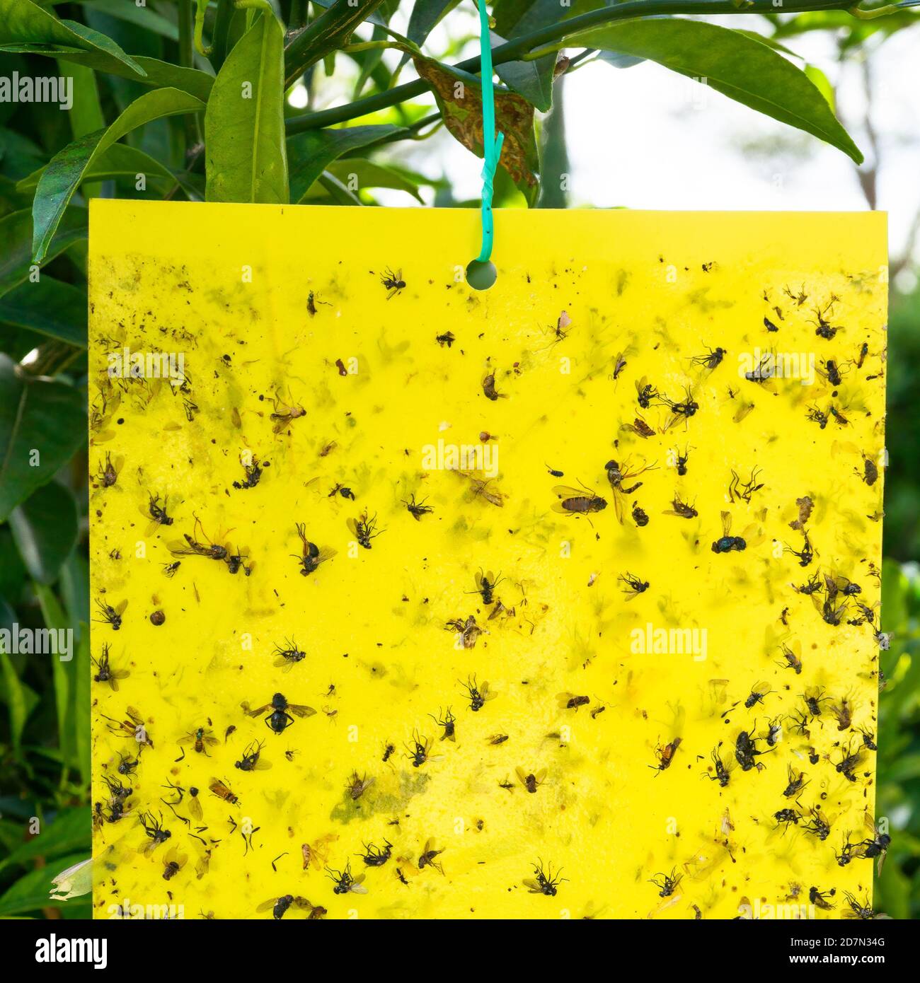 Carta fly gialla appiccicosa con insetti catched che agisce come protezione da giardino non chimica. Foto Stock