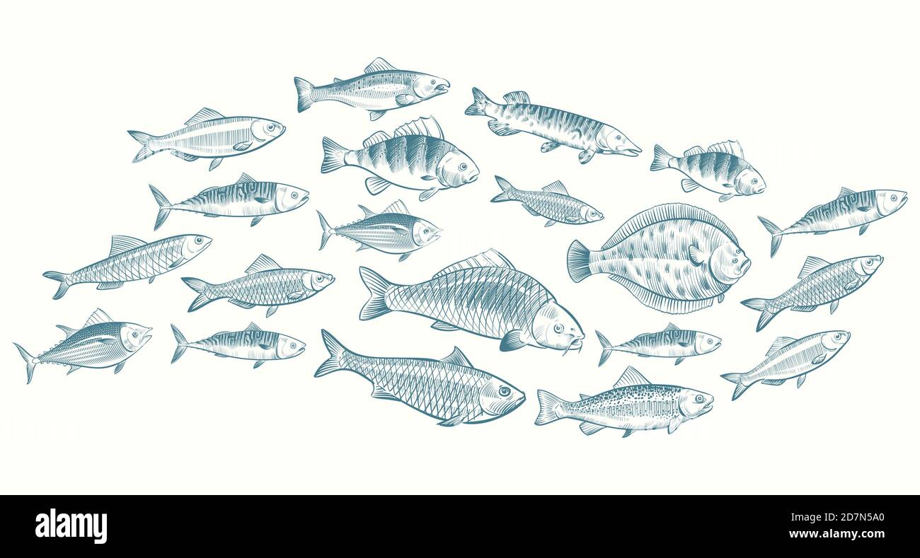 Illustrazione del vettore dei pesci disegnati a mano. Banner vita subacquea per il menu del ristorante. Frutti di mare sott'acqua, schizzo di cibo dell'oceano Illustrazione Vettoriale Illustrazione del vettore dei pesci disegnati a mano. Banner vita subacquea per il menu del ristorante. Frutti di mare sott'acqua, schizzo di cibo dell'oceano Illustrazione Vettoriale