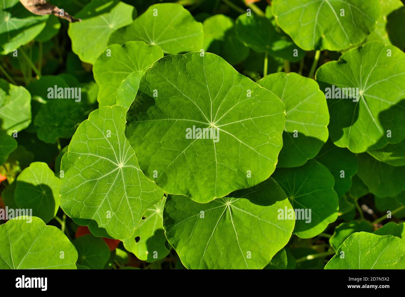 Il Tropaeolum, nasturzio, è un genere di circa 80 specie di piante erbacee annue e perenni fiorite Foto Stock