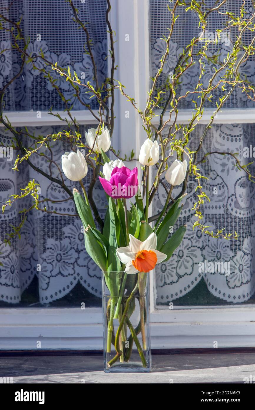 Tulipani in vaso tulipani su Windowsill March Flowers Daffodil Narcissus Fiore Tulipani bianchi rami di salice vaso di fiori all'esterno della finestra all'inizio della primavera Foto Stock