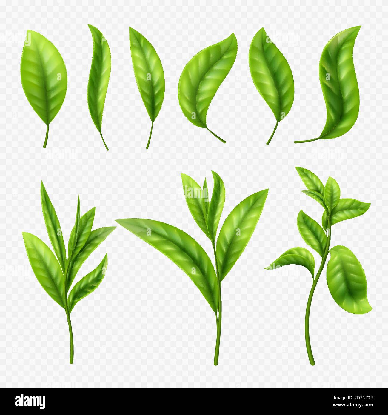 Foglie di tè realistiche vettoriali su sfondo trasparente. Foglie di tè foglia, organico ceylon germogliare illustrazione Illustrazione Vettoriale