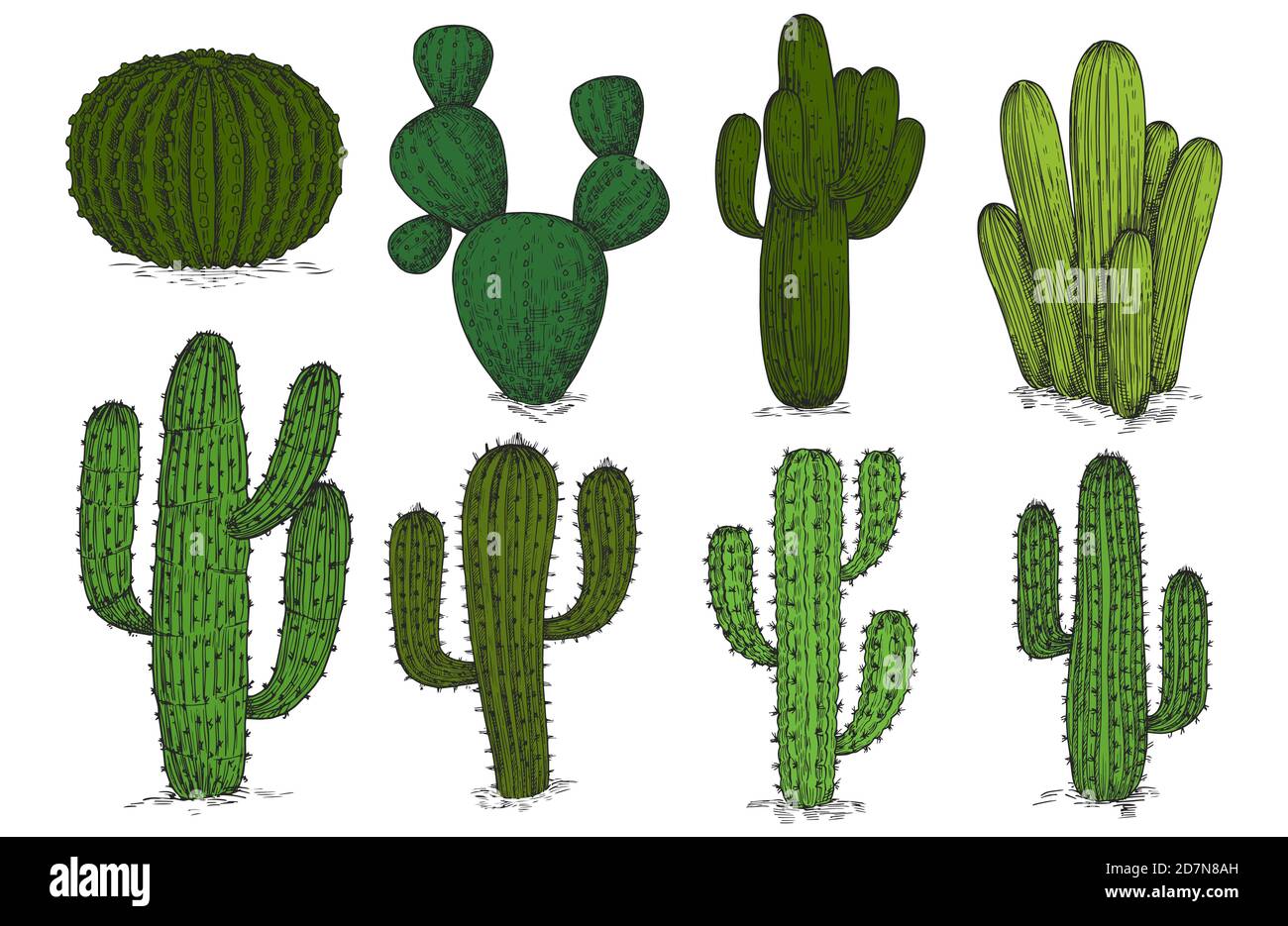Vettore di cactus disegnato a mano isolato su sfondo bianco. Disegno pianta di cactus, illustrazione floreale messicana di cactus Illustrazione Vettoriale