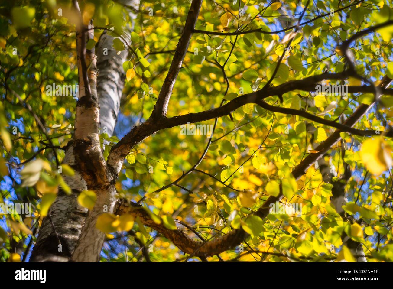 Autunno betulla albero e foglie sfondo soleggiato Foto Stock