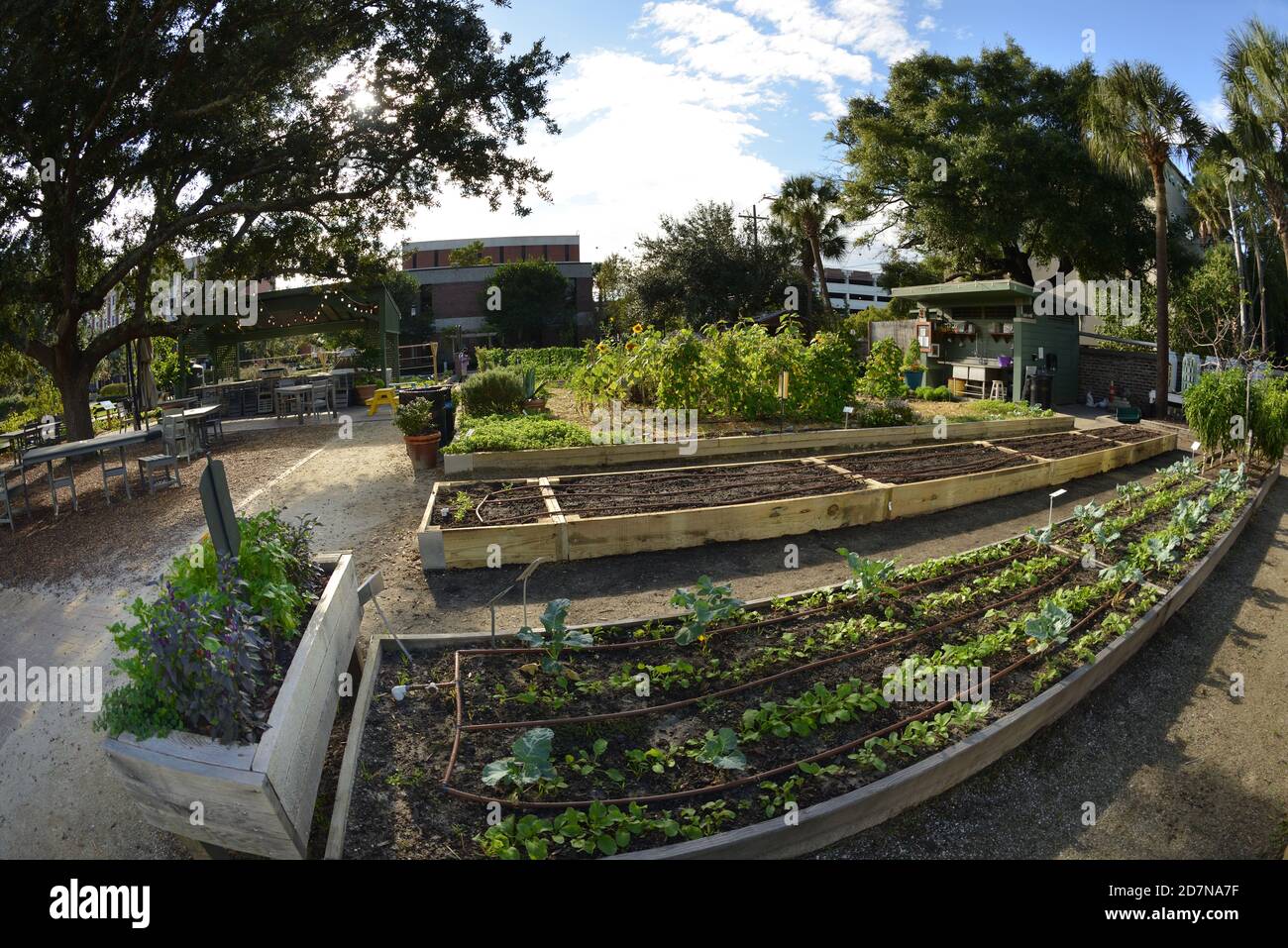 Urban Gardens mantenuto da agricoltori volontari con Mini Biblioteca, mais, Peppi, Avocados, e verdure altre, occhio in albero, zucche, ape, Hive, Pun. Foto Stock