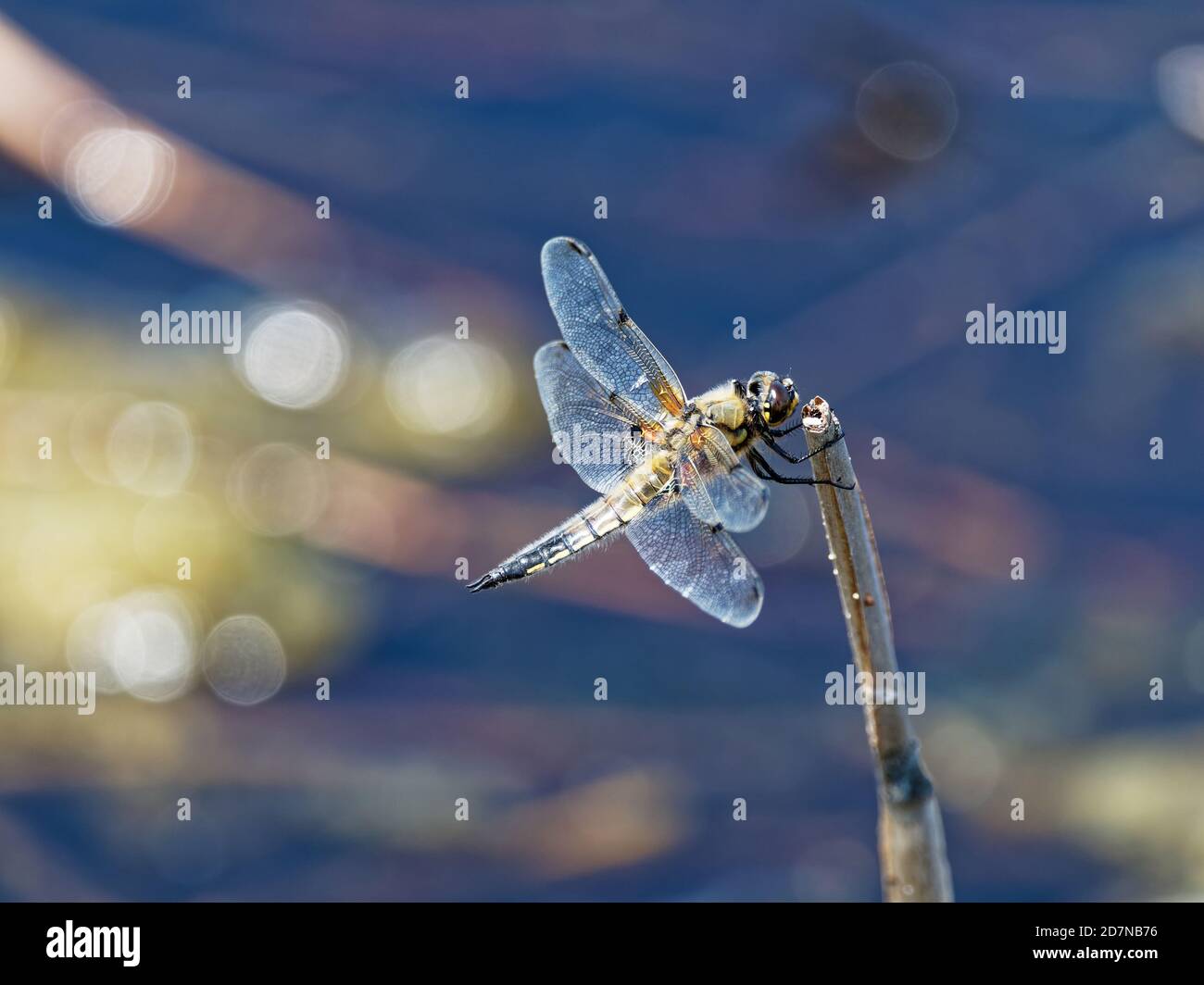Dragonfly, ordine Odonata Foto Stock